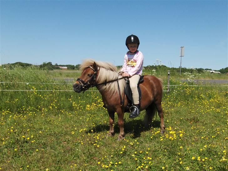 Shetlænder Stjernens miniWimsySOLGT - Wimsy med rytter for 2. gang i hele hende´s liv. Hun har bare været så super til det. billede 7
