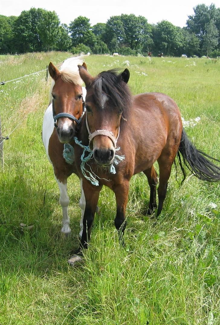 Anden særlig race - † Matros/Wingo † R.I.P - Matros og Sofussigne den sommer jeg passede dem begge, mens de var rideskoleponyer... billede 8