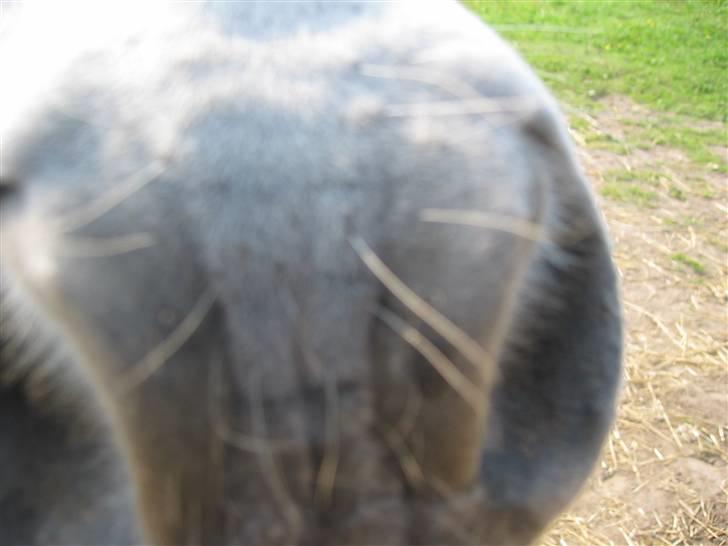 Anden særlig race - † Matros/Wingo † R.I.P - Nærbillede... Matros´ super cute mule... billede 18