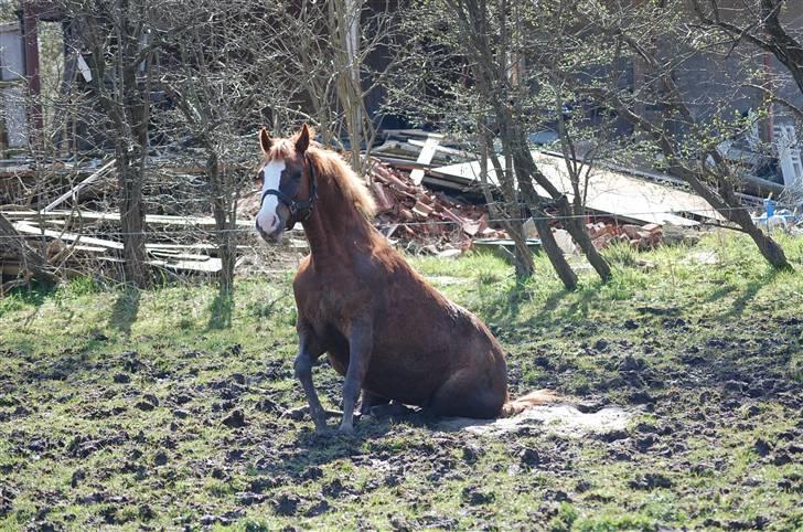 DSP Ofelia  billede 3