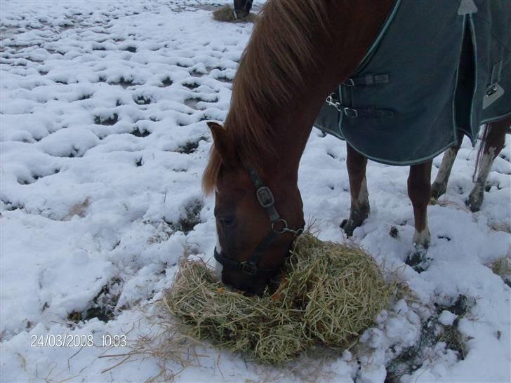 DSP Ofelia  billede 7