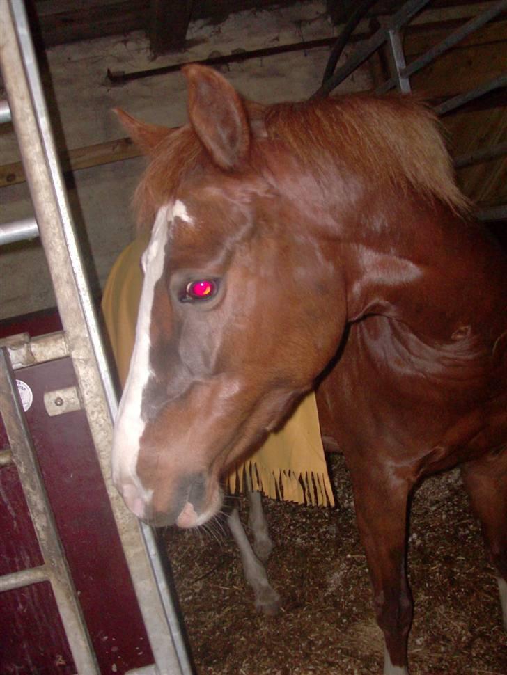 DSP Ofelia  billede 8