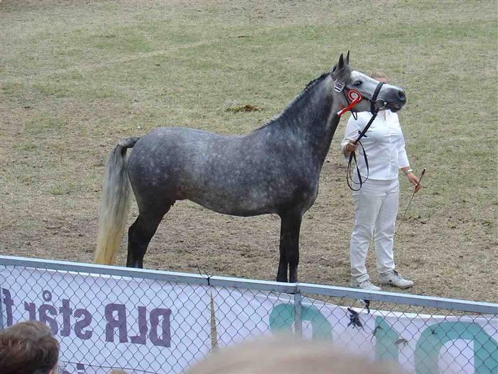 New Forest L.  vanille savnet :'( - smukke til kåring vinder med 23 p. :D billede 9