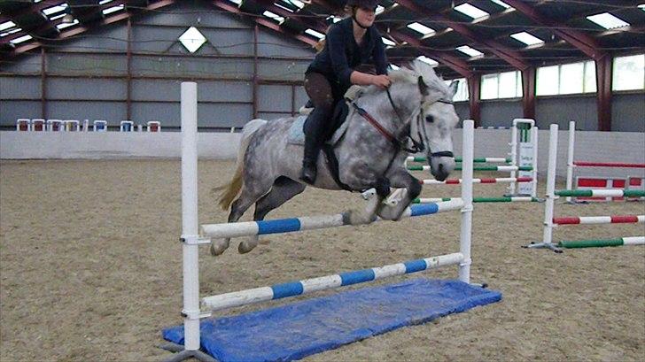 Connemara Teglstrups Samos billede 1