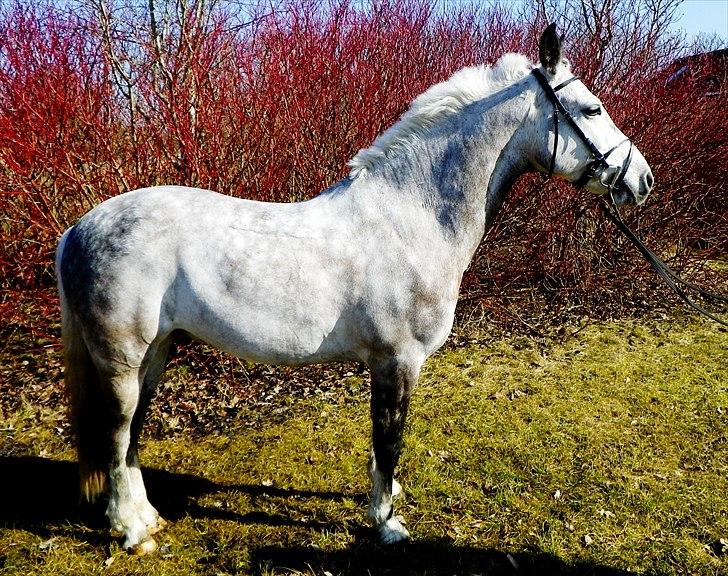 Connemara Teglstrups Samos billede 2