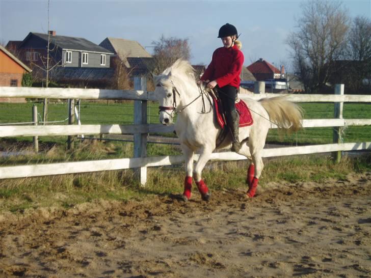 Arabisk fuldblod (OX) Sensor-dyne billede 2