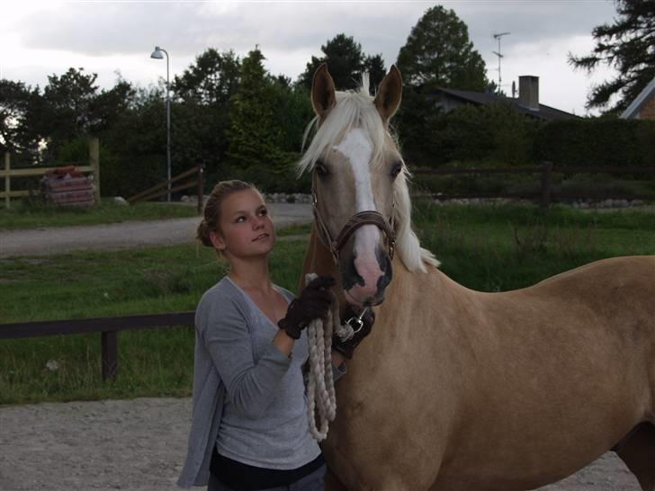 Palomino Yellow Fellow- Solgt;( - Den dejlige gule.. billede 1