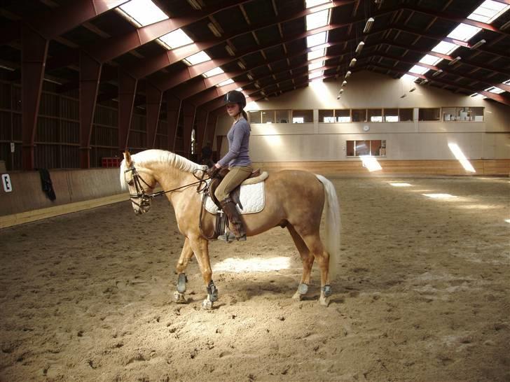 Palomino Yellow Fellow- Solgt;( - Gule og mig<3 billede 2