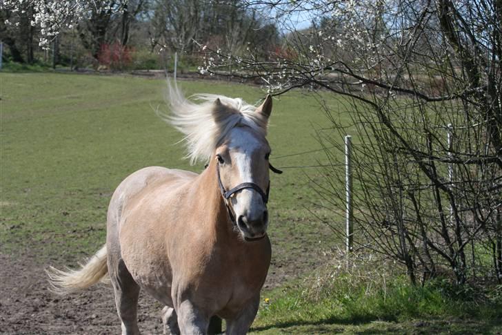 Haflinger Victor Af Næsbæk R.I.P billede 15