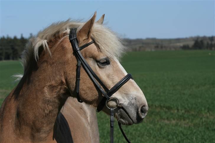 Haflinger Victor Af Næsbæk R.I.P billede 17