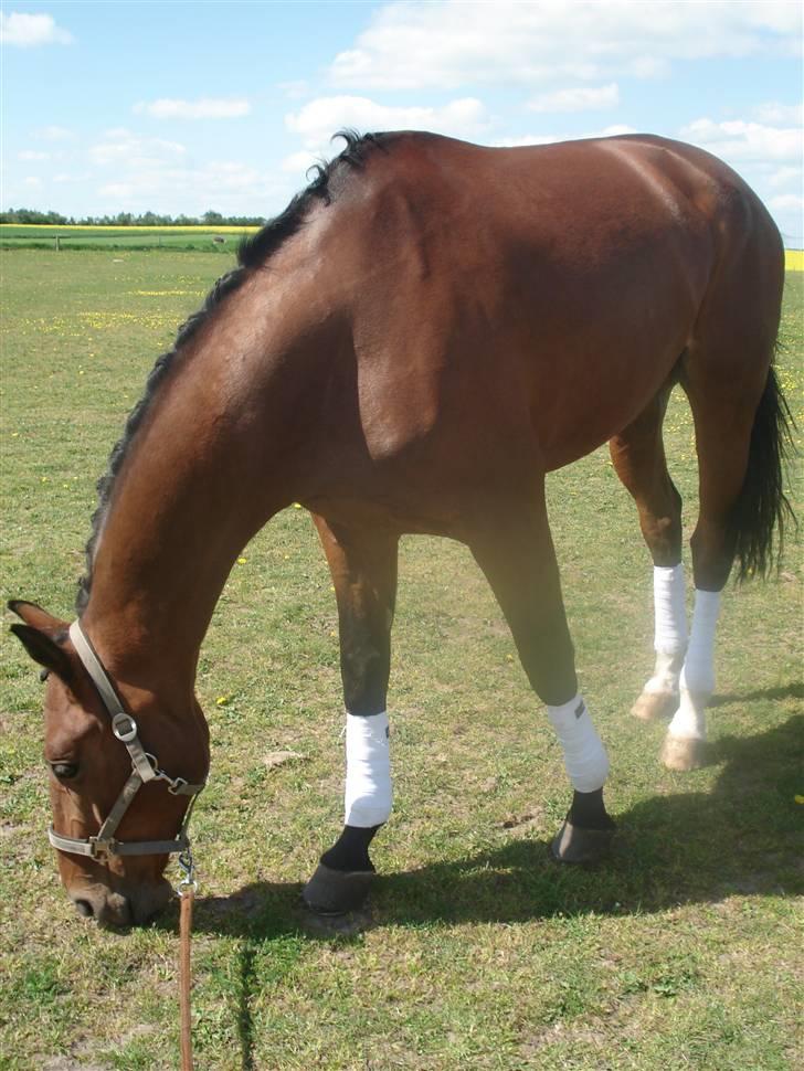 Dansk Varmblod Poseidon - mmm gressepause billede 6