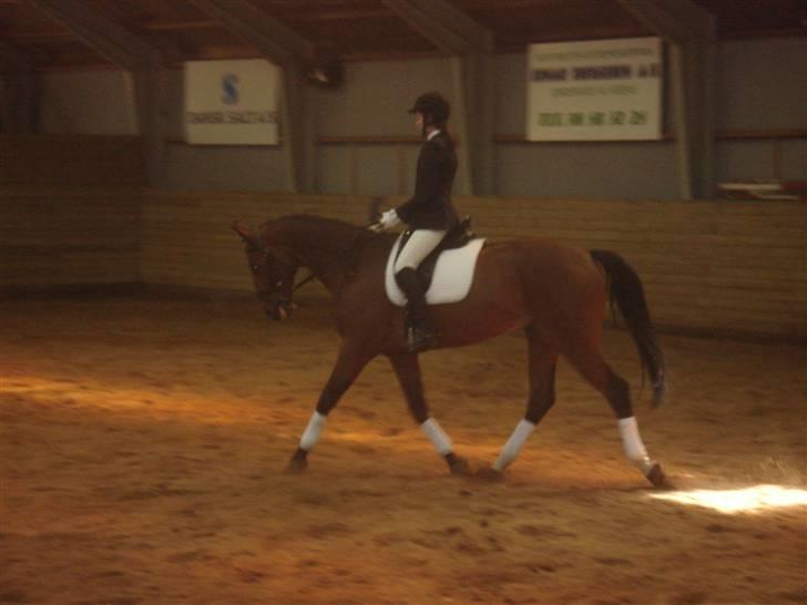 Dansk Varmblod Poseidon - stevne mariager billede 7