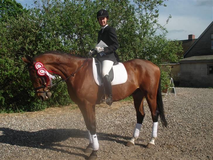 Dansk Varmblod Poseidon - tihi vi har rosetter! billede 8