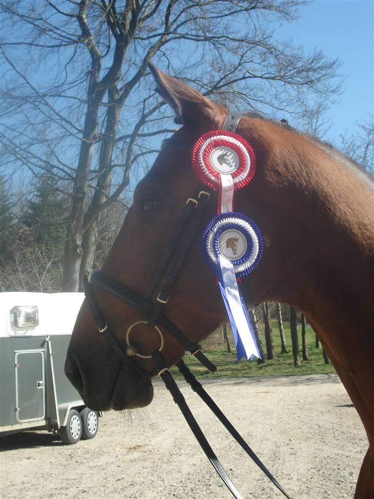 Dansk Varmblod Poseidon - enda et skrytebilde :D billede 9