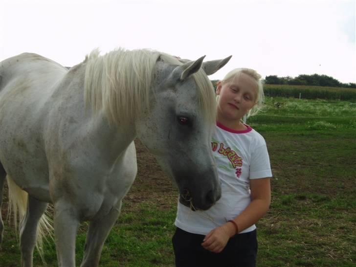 Arabisk fuldblod (OX) Sensor-dyne billede 7