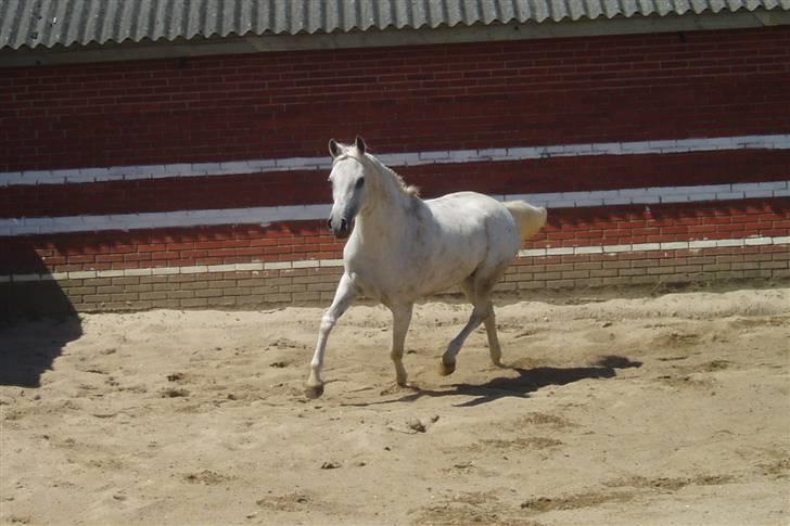 Arabisk fuldblod (OX) Sensor-dyne billede 10