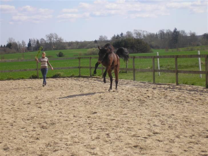 Dansk Varmblod Lord Lennox - Lennox på banen, stald jaka, 2 års fødselsdag. billede 7