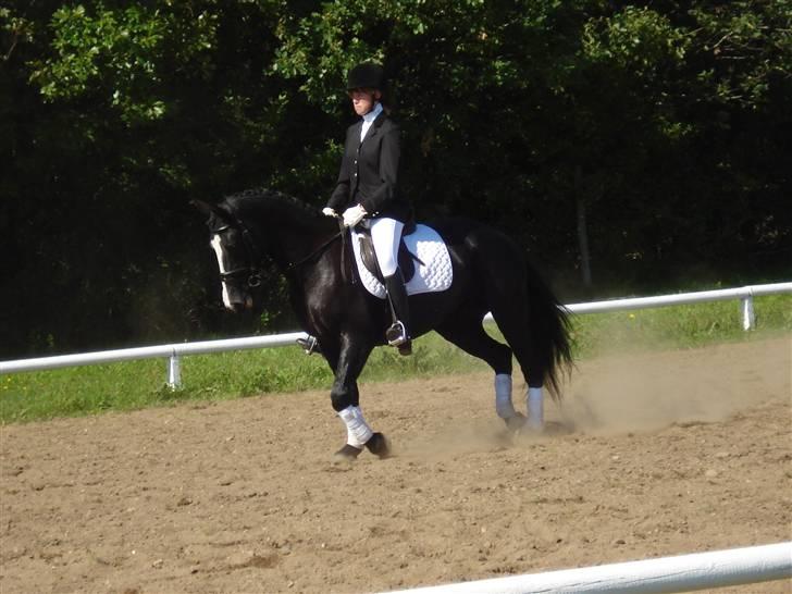 Oldenborg Ofelia  DØD ;( - stævne den 30/8 08 (nye ejer)(omkring en uge før hun dør) billede 9