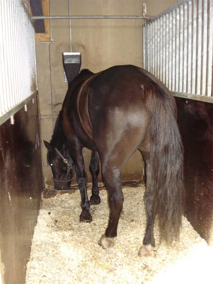 Oldenborg Ofelia  DØD ;( - i sit spiletov<3   (der hvor aron står nu) billede 12