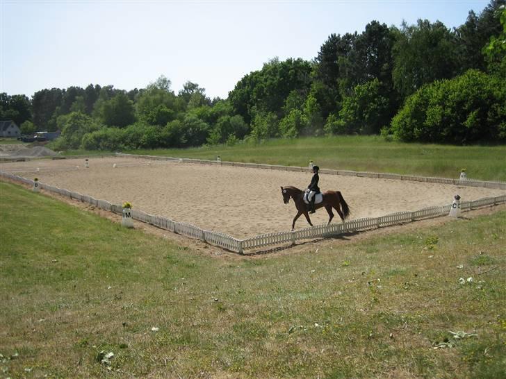 Anden særlig race Kaptajn Fox Halv A-pony - smukke Fox .. :p billede 3