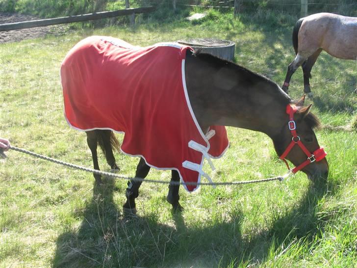 Anden særlig race Gazel himmelhest!:'(<3 - Lige efter jeg har redet<3<3<3 billede 18