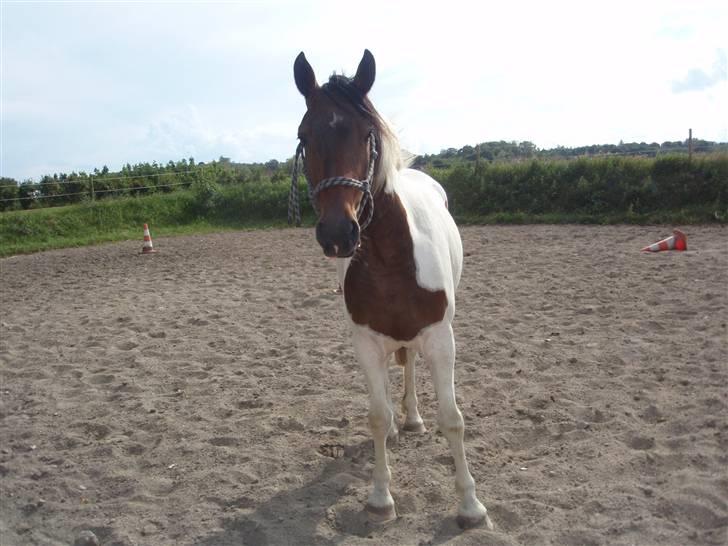 Pinto Lundhøjgårds Intermezzo - hmm, hvad mon han tænker ? billede 8