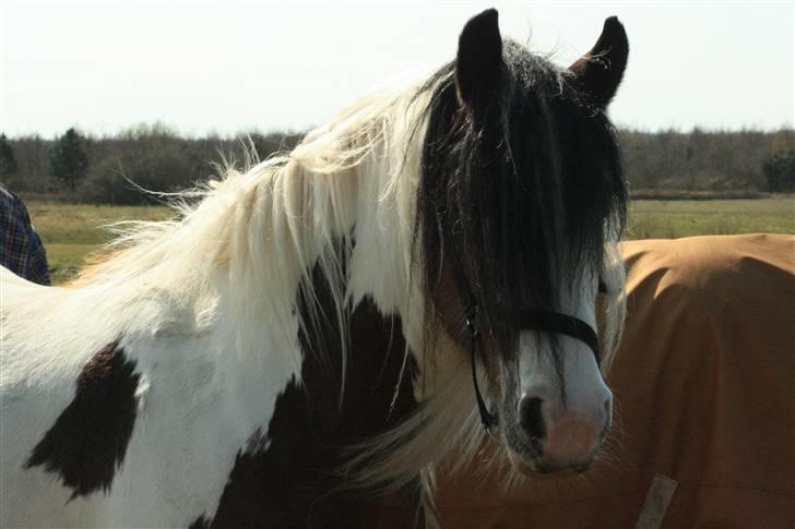 Irish Cob Willow billede 5