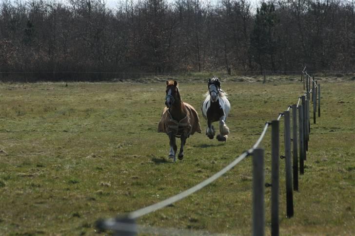 Irish Cob Willow billede 6