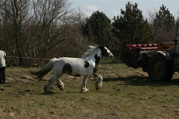 Irish Cob Willow billede 7
