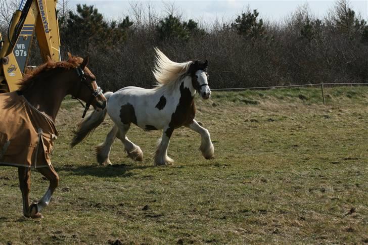 Irish Cob Willow billede 8