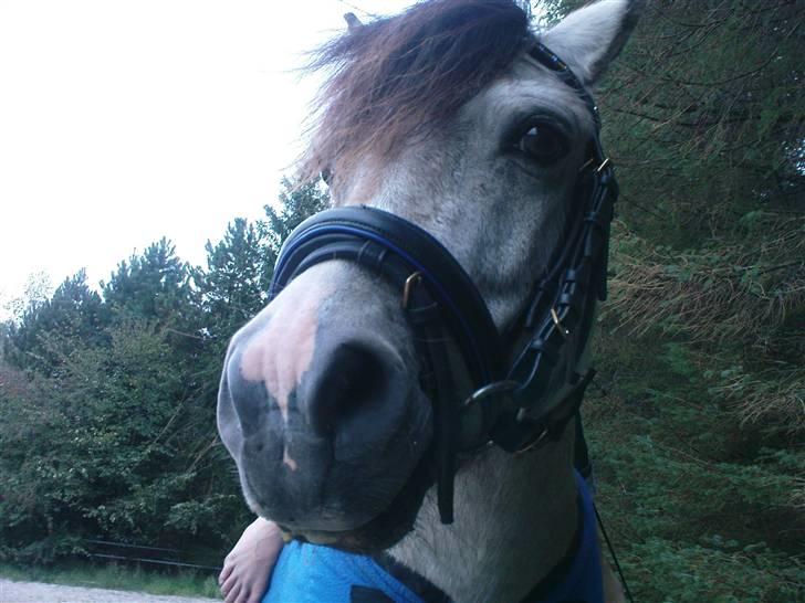 Anden særlig race Snebold  - Snebolds smukke lille hoved <´3 Foto: Mig billede 5