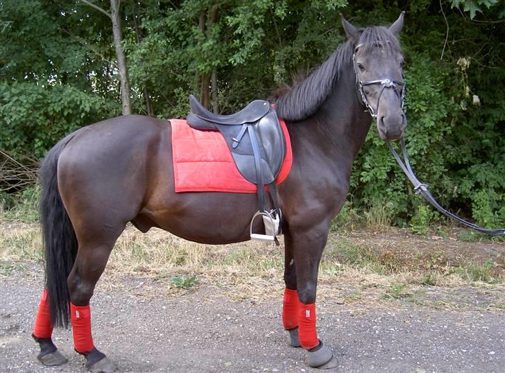 Anden særlig race Kong Louie  SOLGT R.I.P ! - så fin <3 billede 4