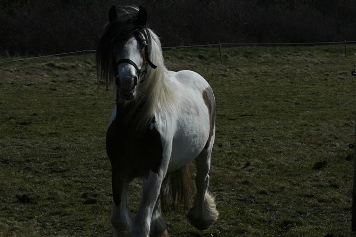 Irish Cob Willow billede 9