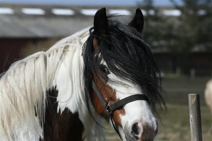 Irish Cob Willow billede 10