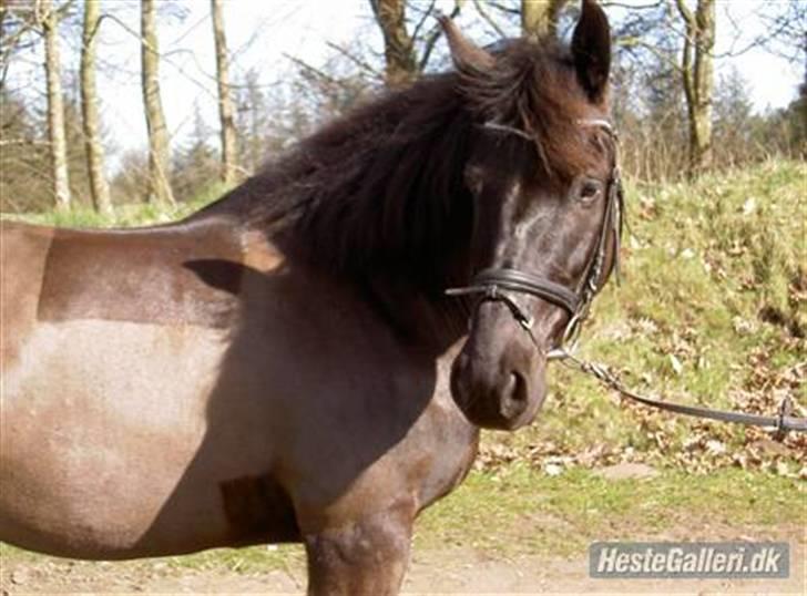 Anden særlig race Kong Louie  SOLGT R.I.P ! - Louie <3 billede 7