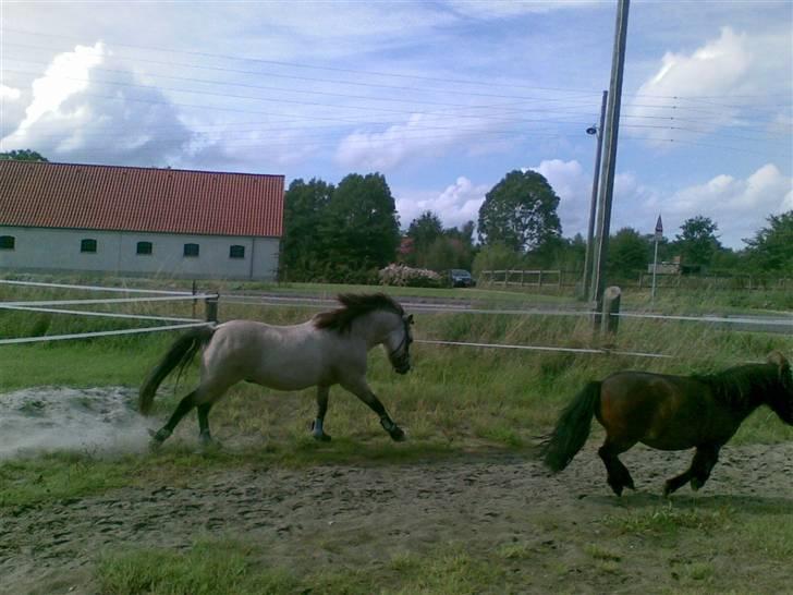 Anden særlig race Snebold  - Snebold & Nuller i fuld gallop <´3 Foto: Mig billede 8
