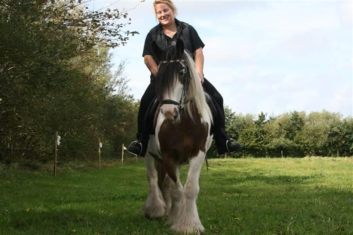 Irish Cob Willow billede 12