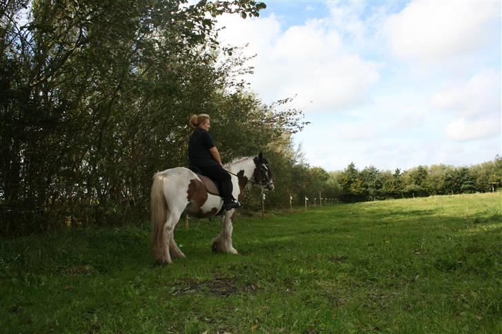 Irish Cob Willow billede 13