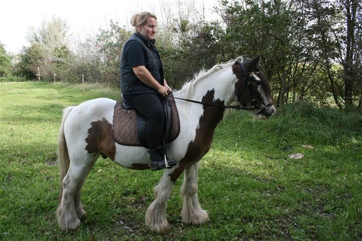 Irish Cob Willow billede 14