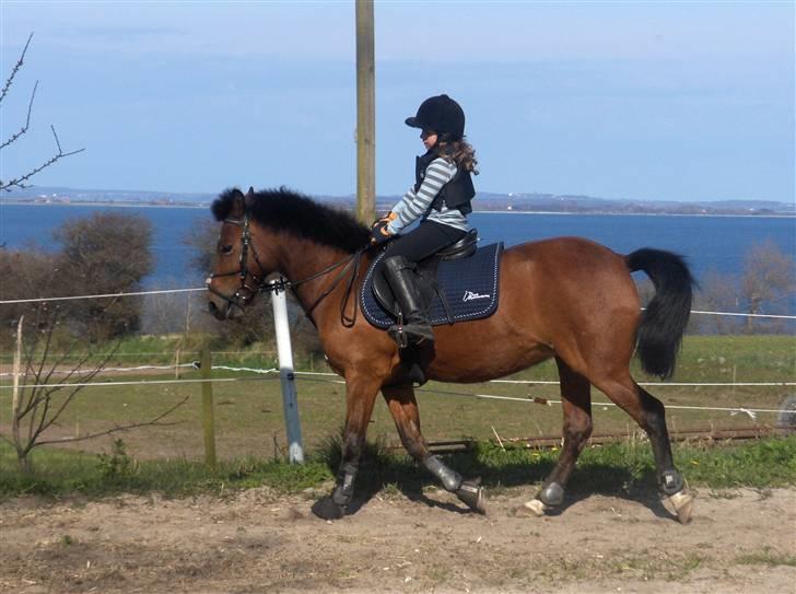 New Forest Bonnie  - går hun ikke bare skønt, du er dejlig. foto signe billede 4