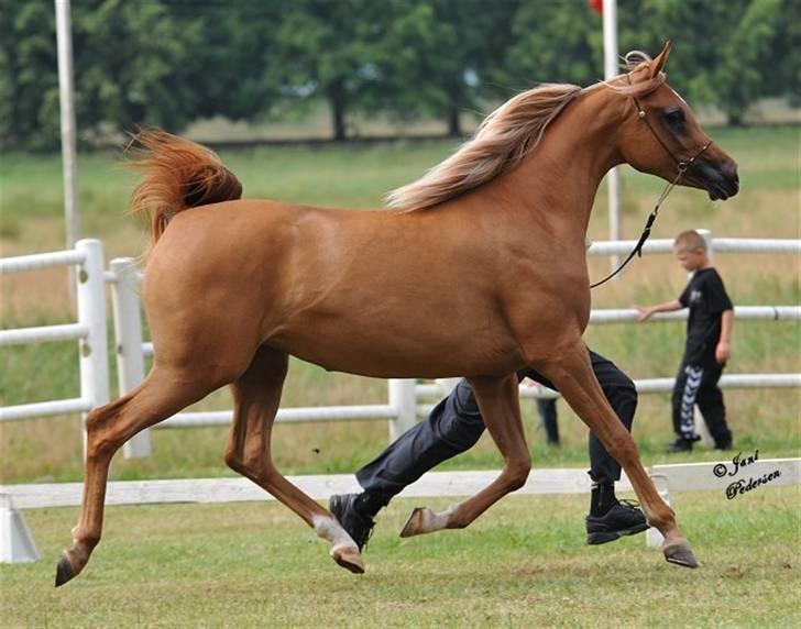 Arabisk fuldblod (OX) Al Lateefah - SOLGT - Blommeröd - Sverige 2009 - 86 Point billede 9