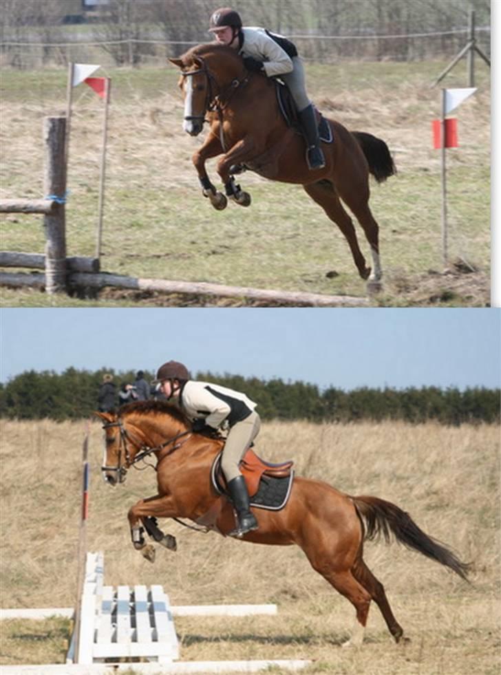 New Forest Rose  - ..velkommen til Roses profil :) <3  verdens dejligste pony, efter min mening! billede 1