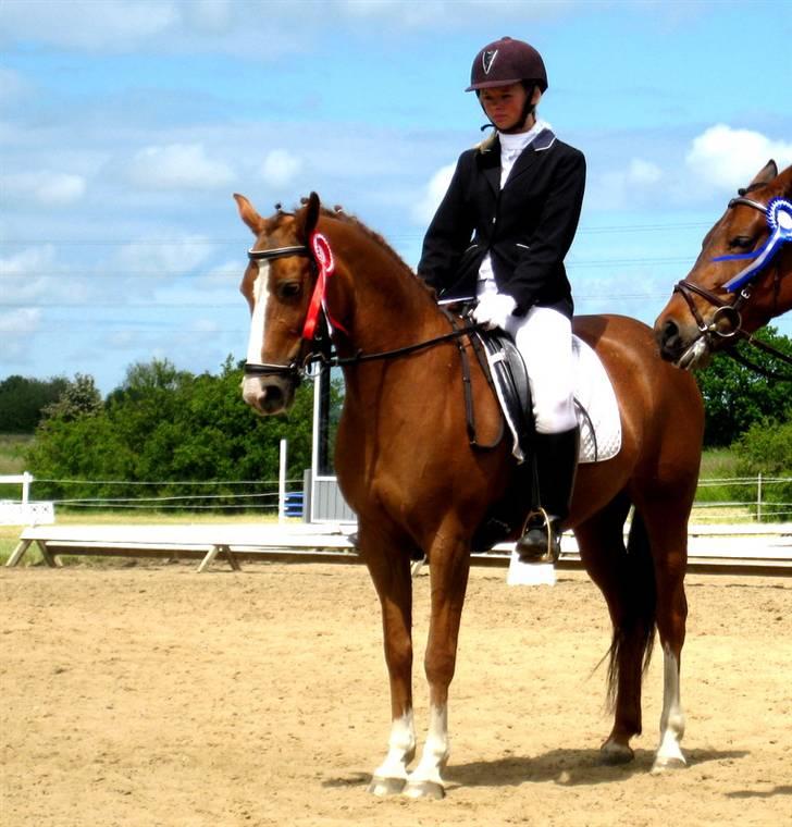 New Forest Rose  - LA1.. første plads. <3 billede 2