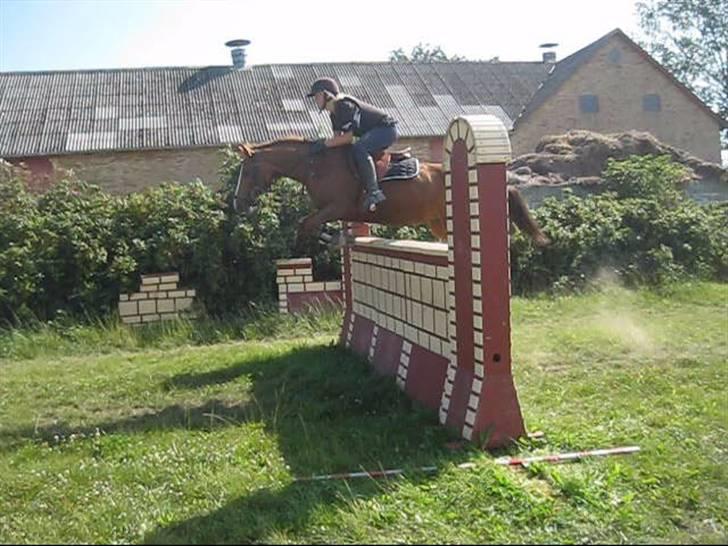 New Forest Rose  - fejlfri over 125.   billede 3