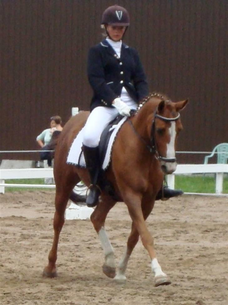 New Forest Rose  - Bornholmsmesterskaberne i dressur.. opvarmningsklassen.. billede 4