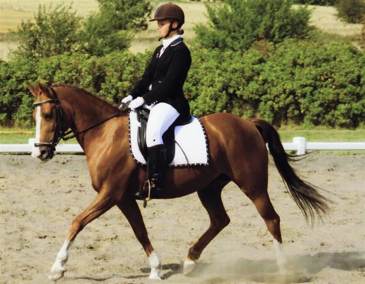 New Forest Rose  - klubmesterskaberne.. LA2.. klubmester 09.  billede 5