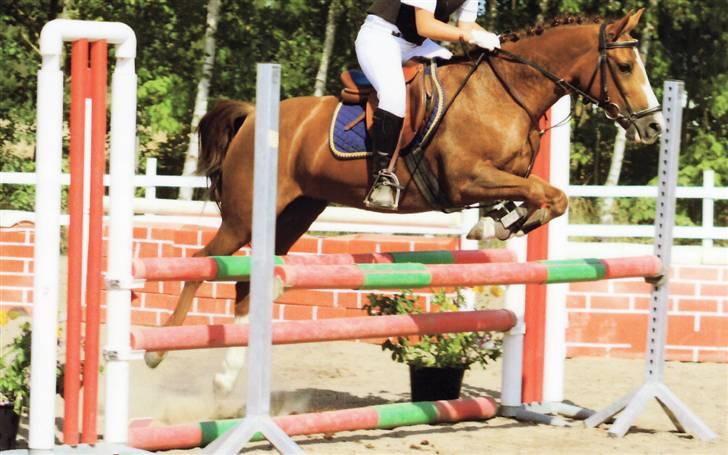 New Forest Rose  - LB.. 3plads  billede 8