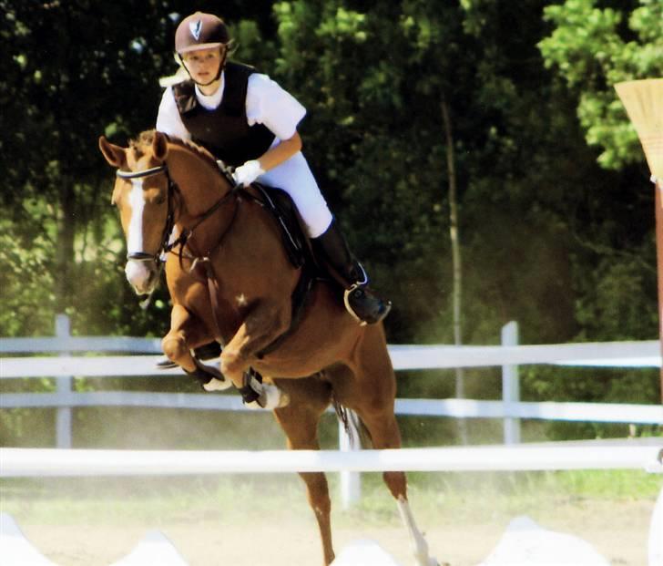 New Forest Rose  - elsker det billede. smukke pony <3 billede 9