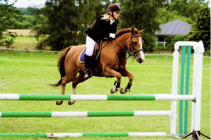 New Forest Rose  - LA.. billede 12