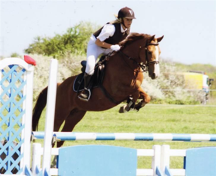 New Forest Rose  - LB. billede 13